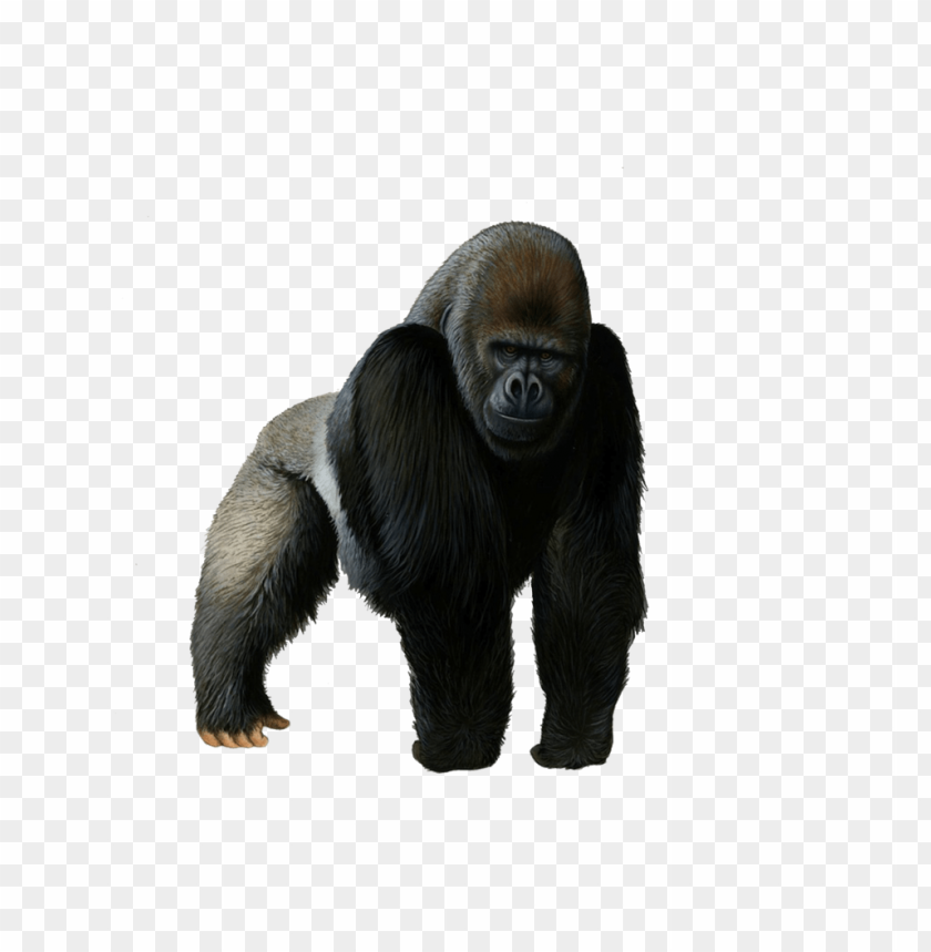 Realistic illustration of a standing gorilla on a transparent background PNG