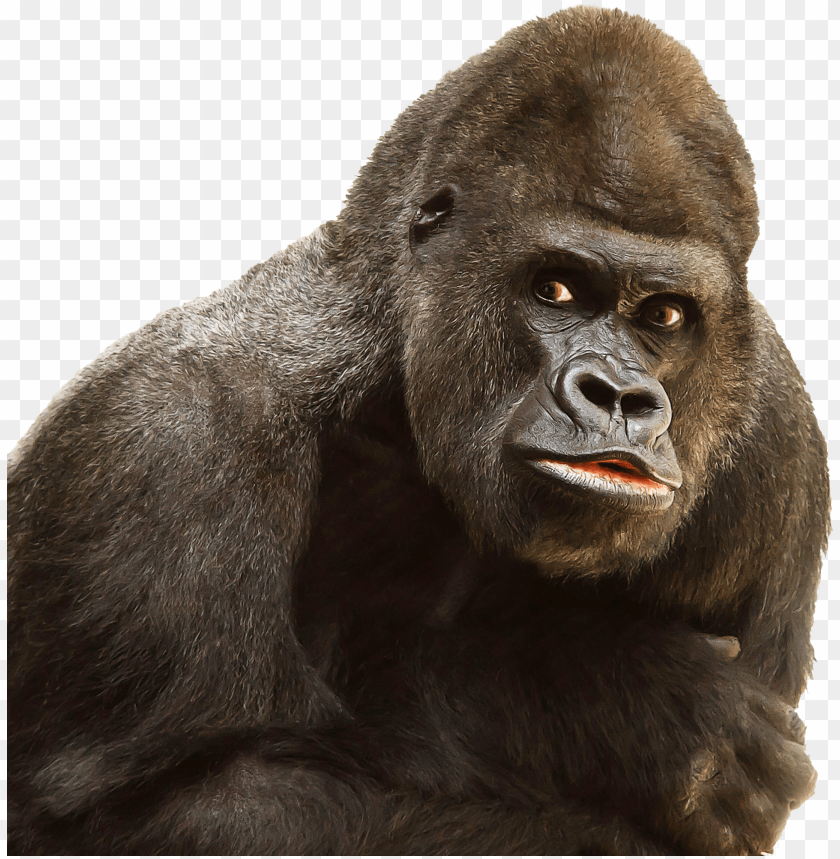 Close-up of a gorilla with a serious expression on a transparent background PNG