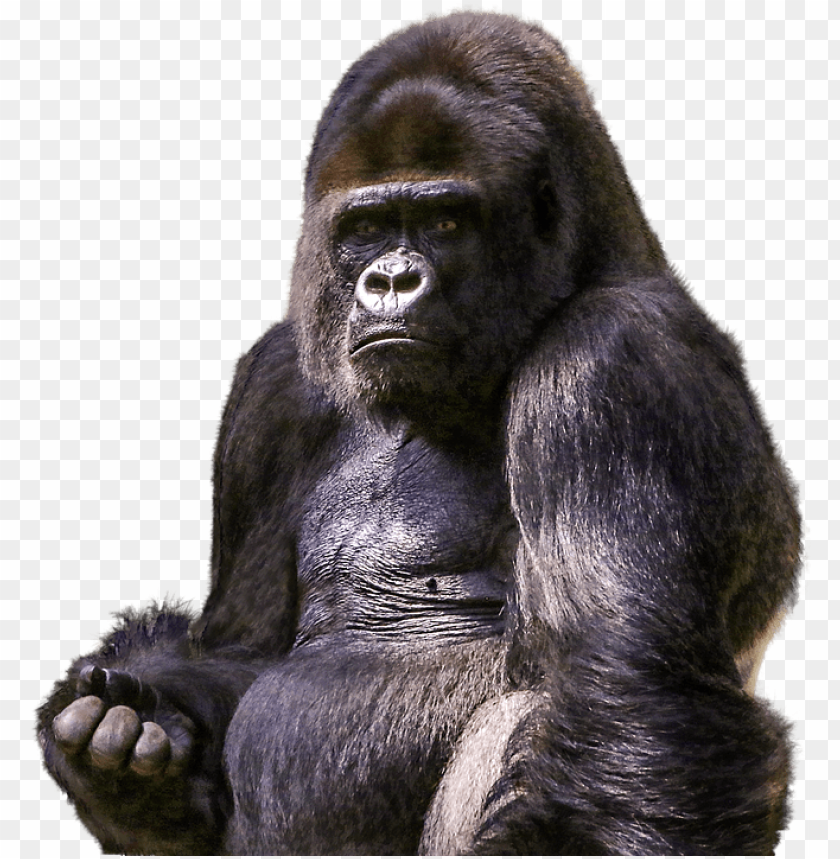 A strong gorilla sitting with a serious expressio PNG