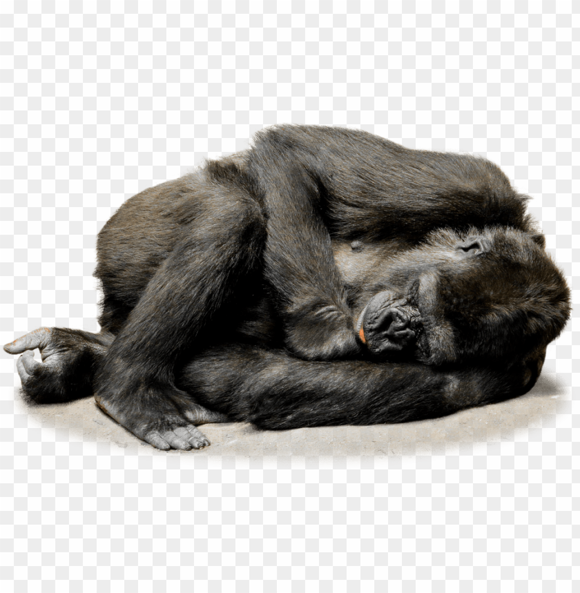 A sleeping gorilla curled up on the ground PNG