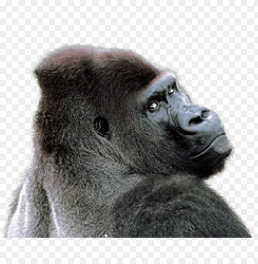 Profile of a gorilla looking sideways with a serious expressio PNG