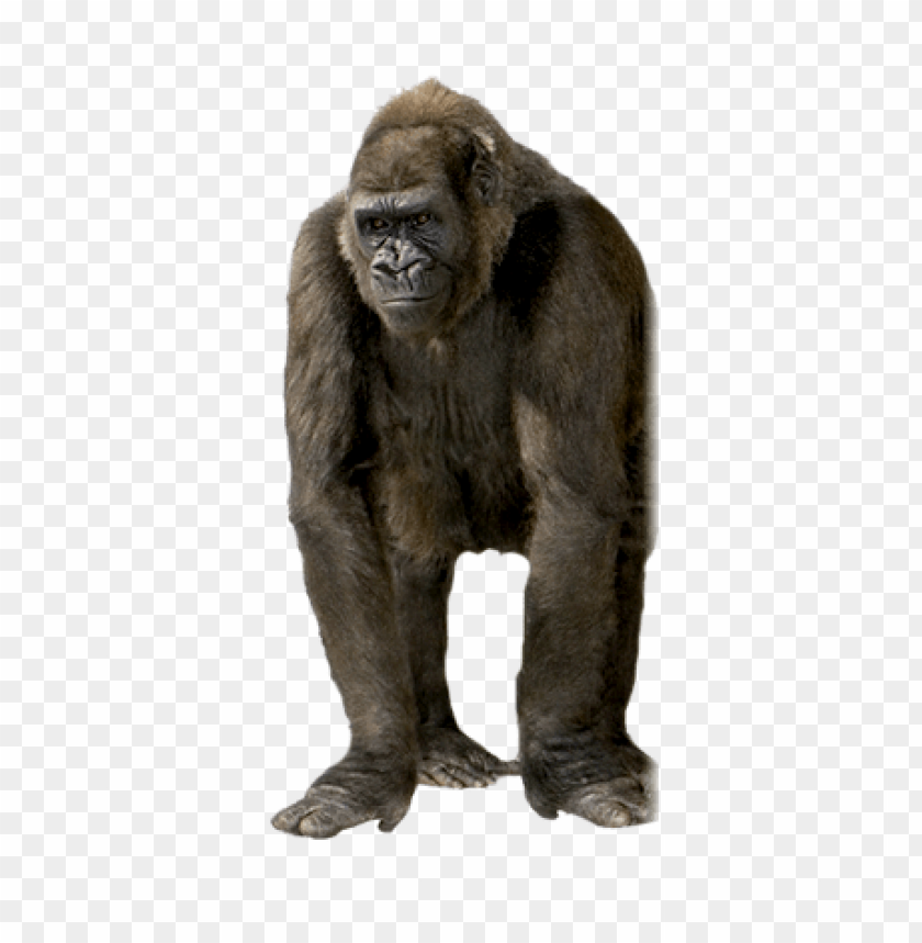 Realistic illustration of a standing gorilla on a transparent background PNG