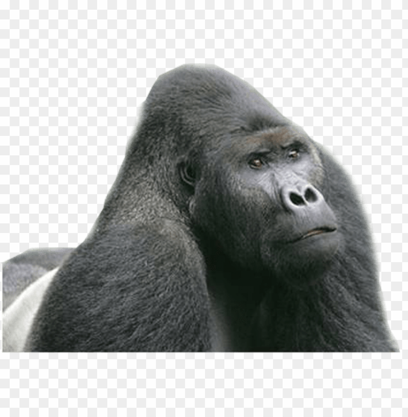 Close-up of a calm gorilla with a serious expressio PNG