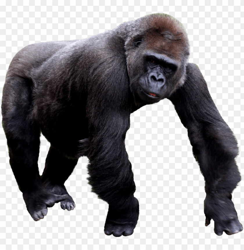 A powerful gorilla standing with a strong posture PNG