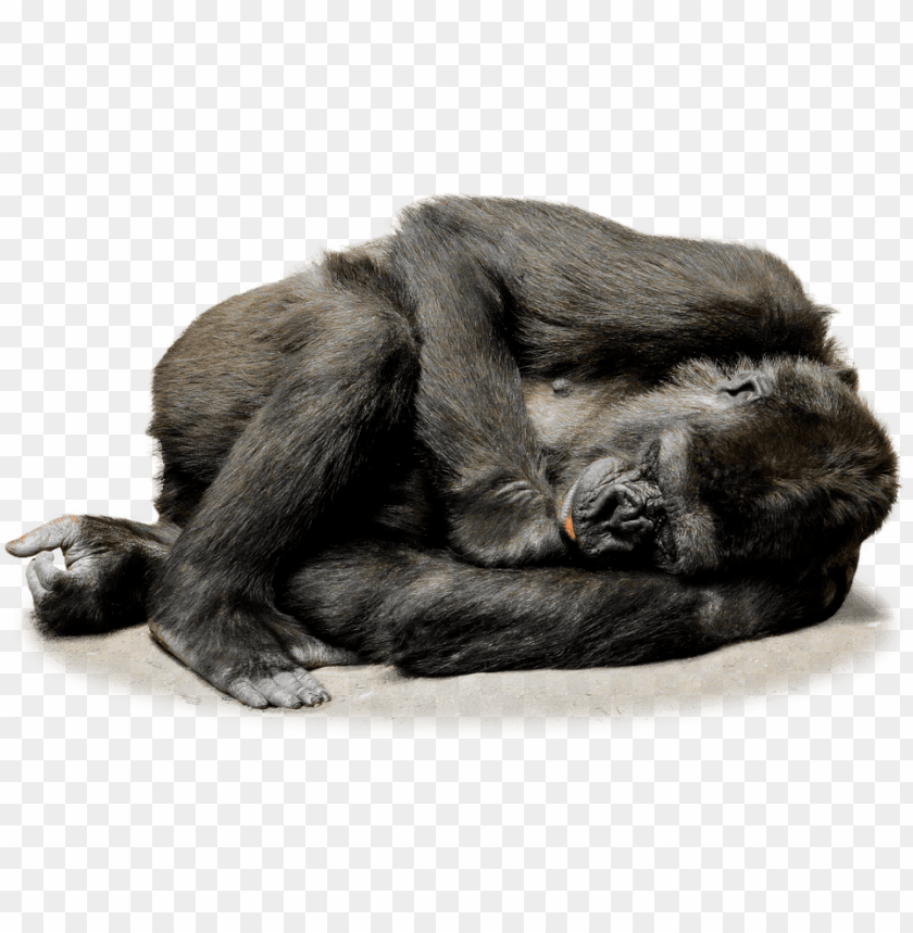 gorilla, primate, wildlife, sleeping animal, animal behavior, endangered species, nature conservation