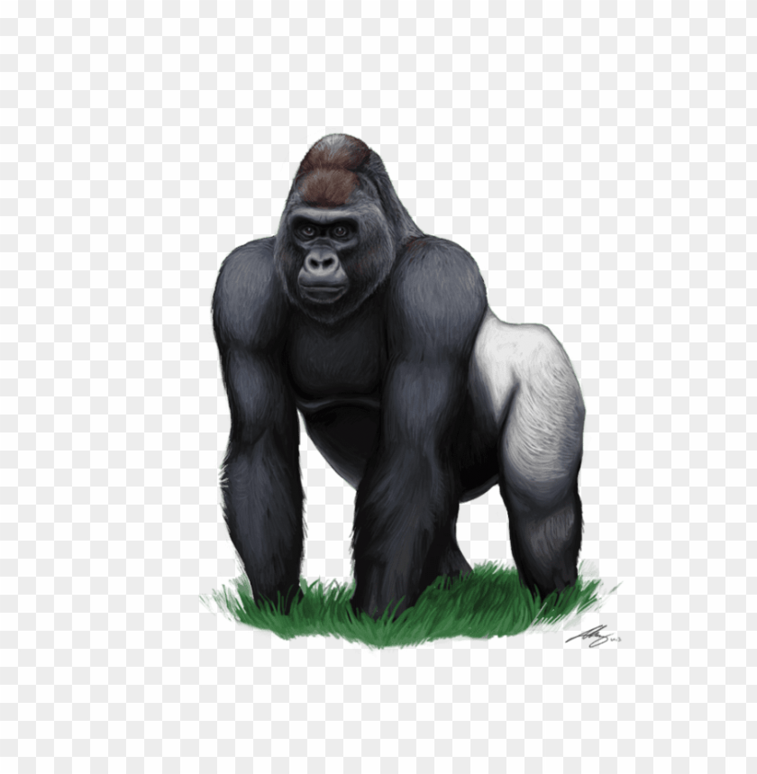 gorilla, wildlife, animal, nature, grass, mammal, primate