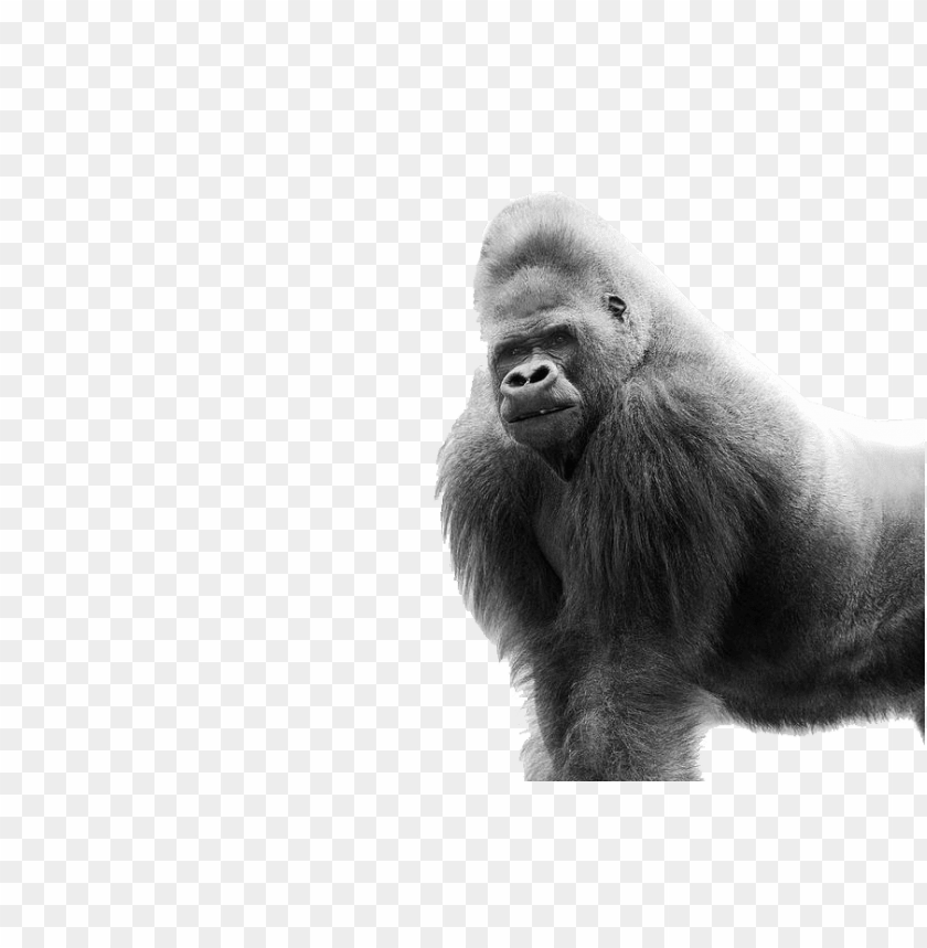 gorilla,animals