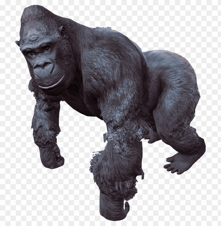 gorilla,animals