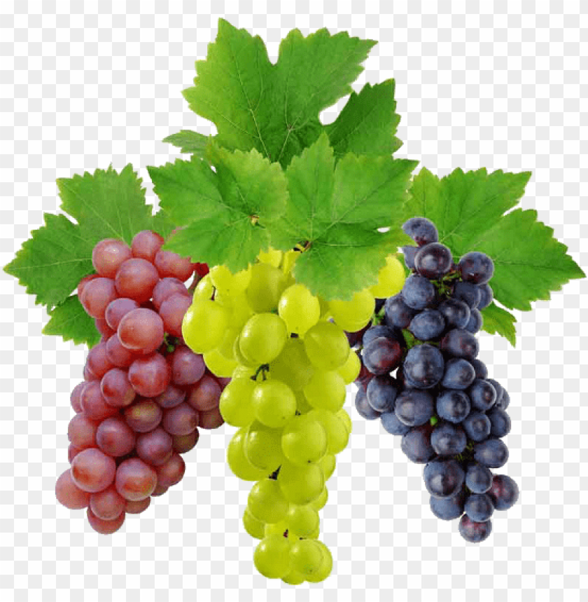 
grape
, 
berry
, 
grapes
, 
fruit
, 
food
