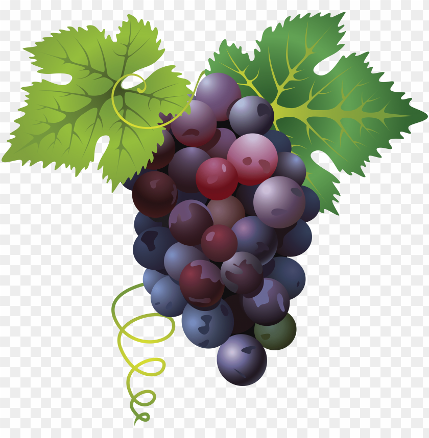 
grape
, 
berry
, 
grapes
, 
fruit
, 
food
