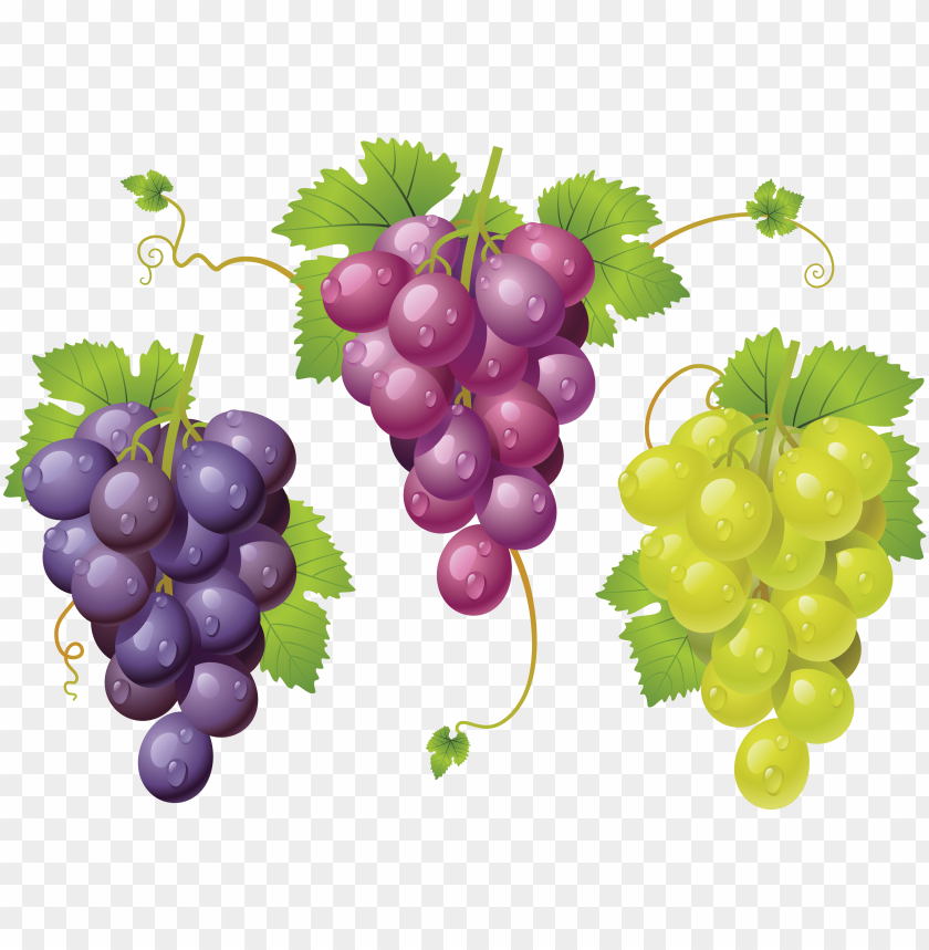 
grape
, 
berry
, 
grapes
, 
fruit
, 
food
