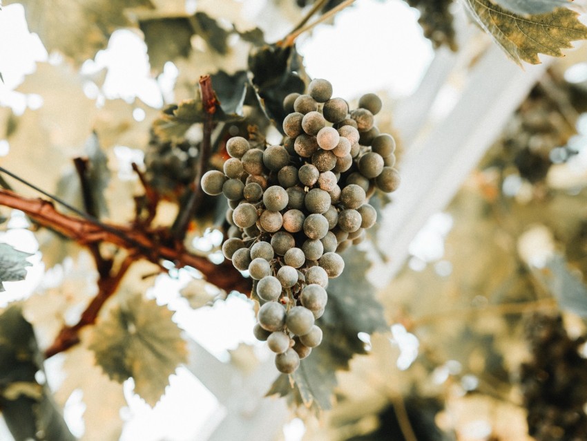 grapes, bunch, ripe, vine, leaves