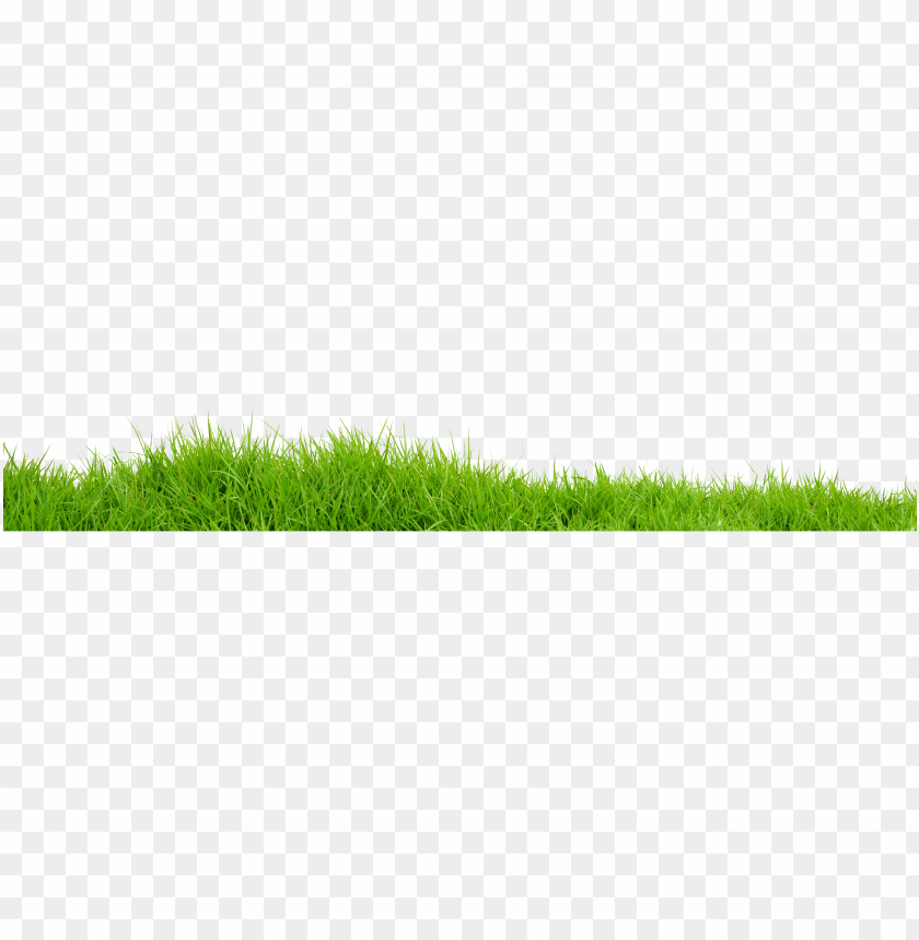 
grass
, 
type of plant
, 
grassland
, 
grass lawn
