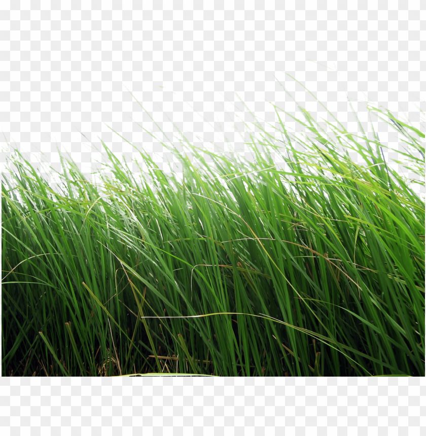 
grass
, 
type of plant
, 
grassland
, 
grass lawn
