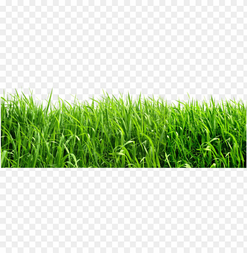 
grass
, 
type of plant
, 
grassland
, 
grass lawn
