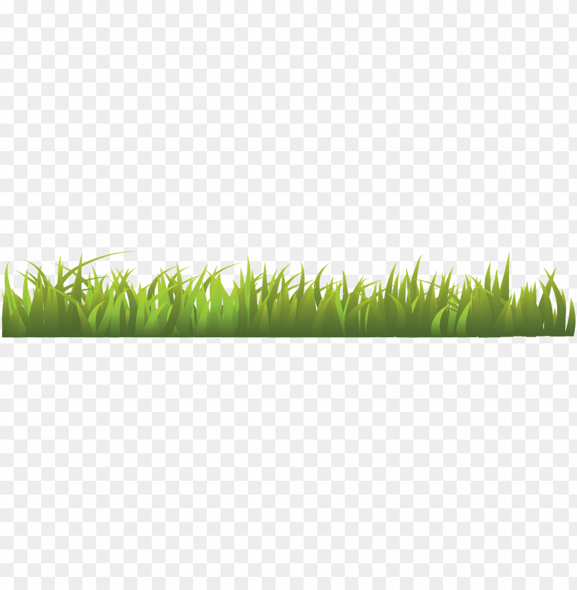 
grass
, 
type of plant
, 
grassland
, 
grass lawn
