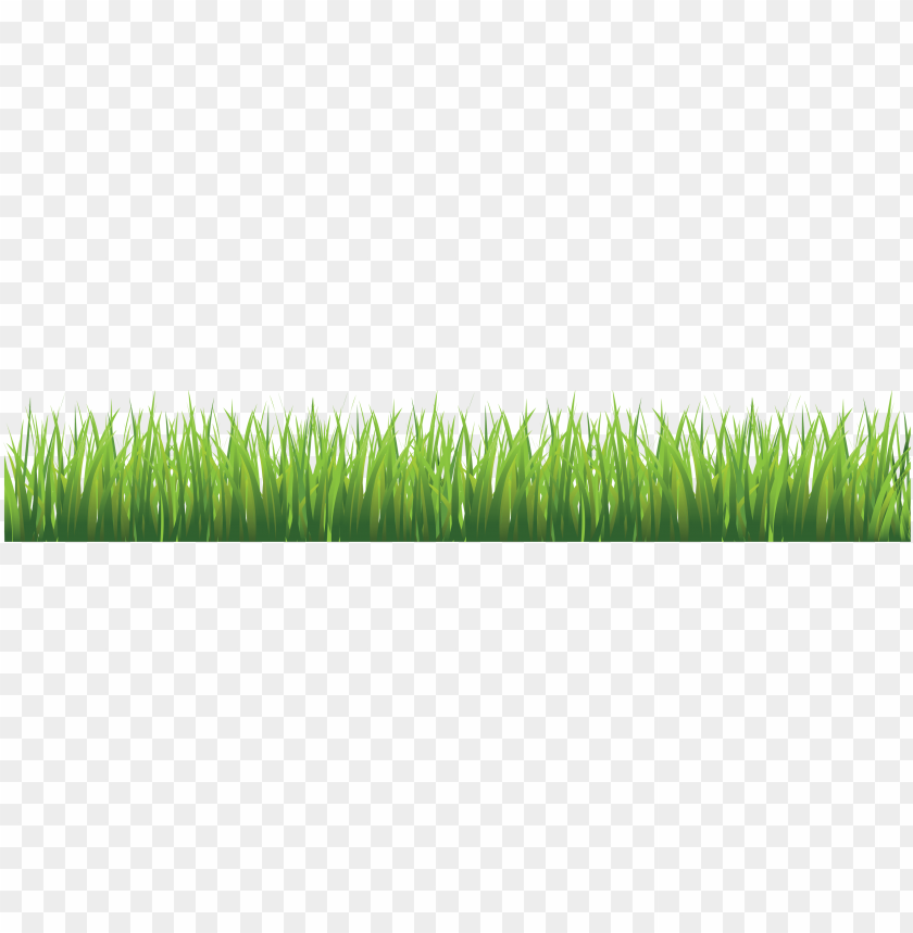 
grass
, 
type of plant
, 
grassland
, 
grass lawn
