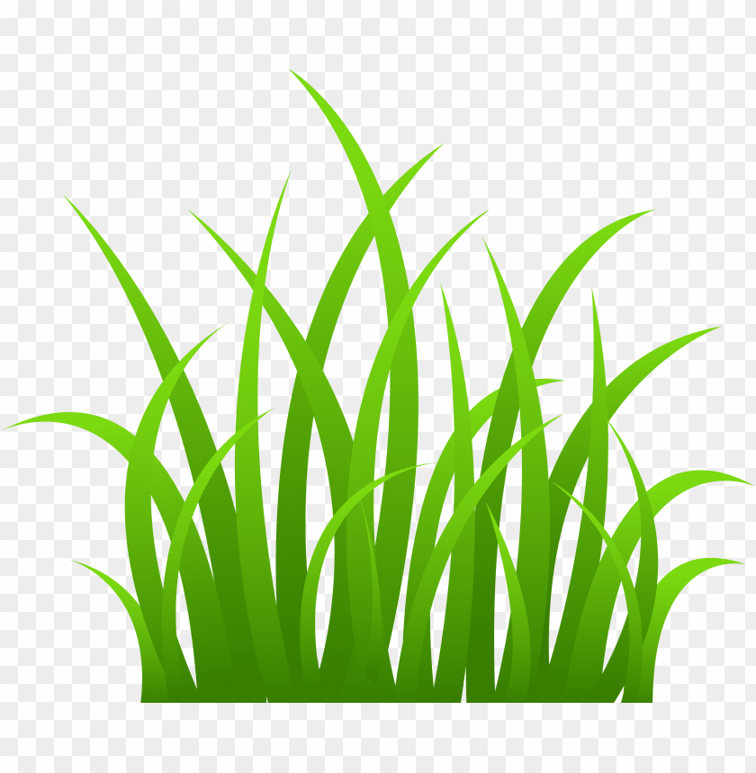 grass, green blades, lawn, greenery, nature, outdoor plants, fresh foliage