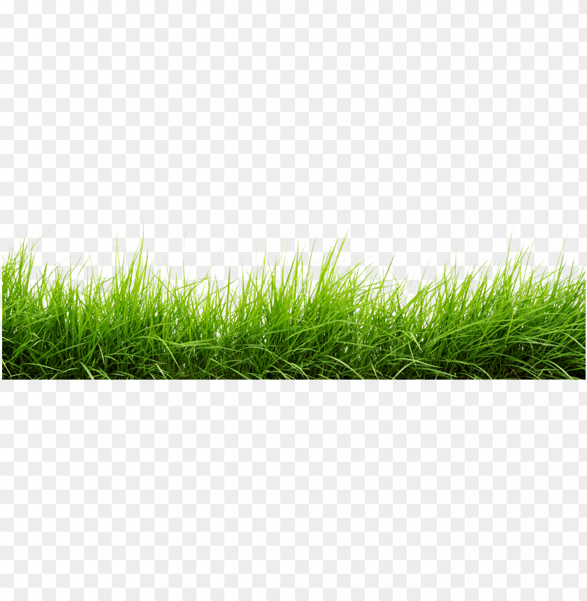 grass, green grass, nature, outdoor greenery, lawn, garden, foliage