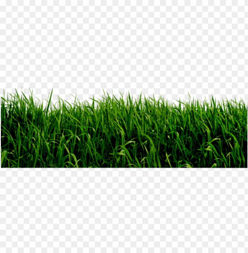 grass ,grounds ,coverings ,herb , grass , weed , pasture 