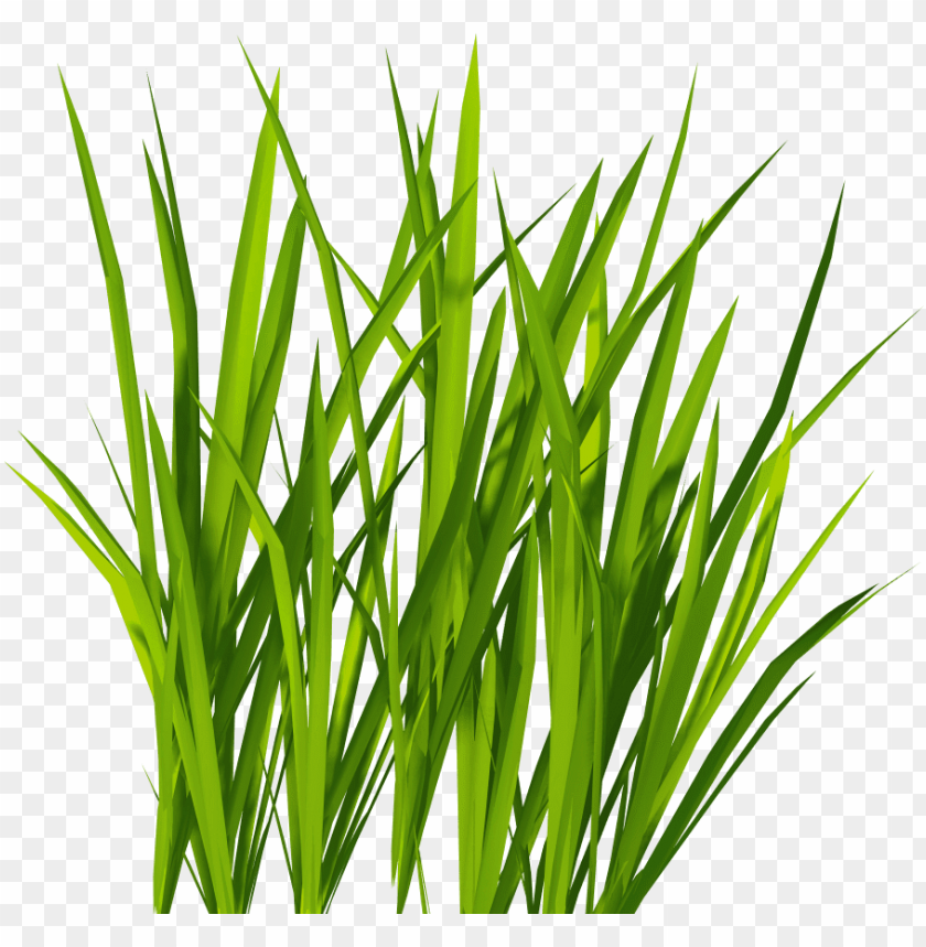 green grass, grass hill, ornamental grass, grass vector, grass border, minecraft grass block