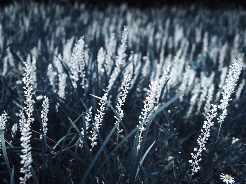 Grass Bloom White Plants Background