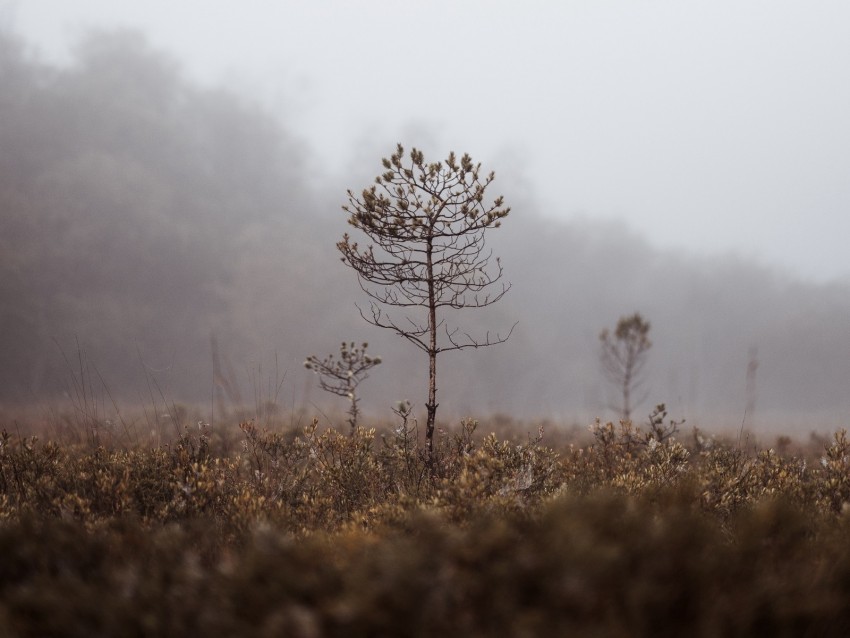 grass, blur, fog, macro, branches