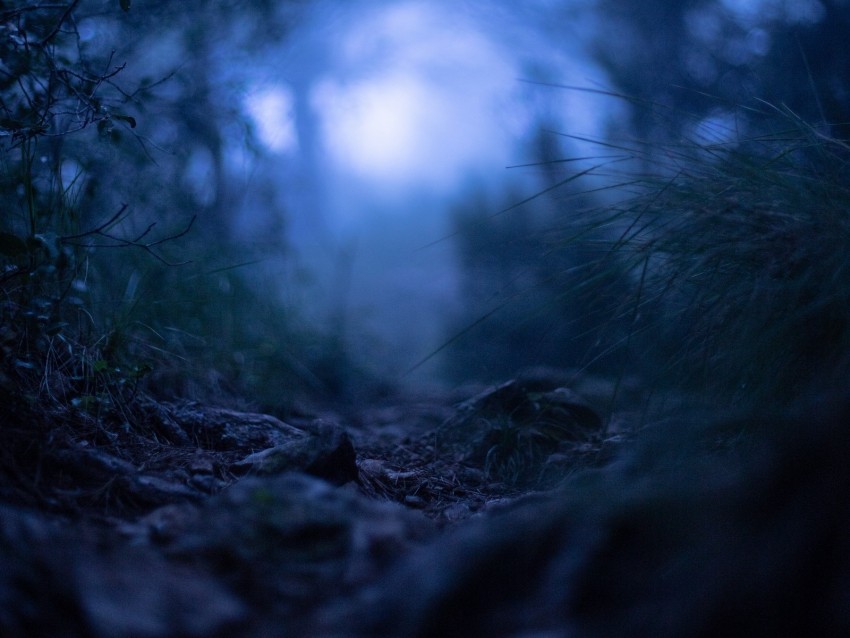 grass, blur, macro, fog