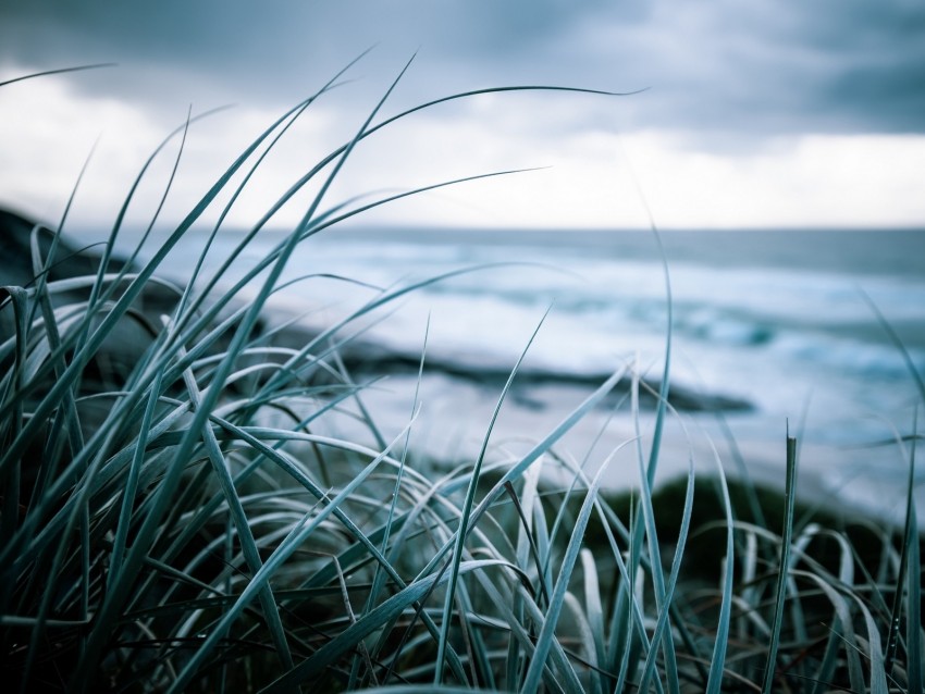 Grass Coast Sea Vegetation Greens Background