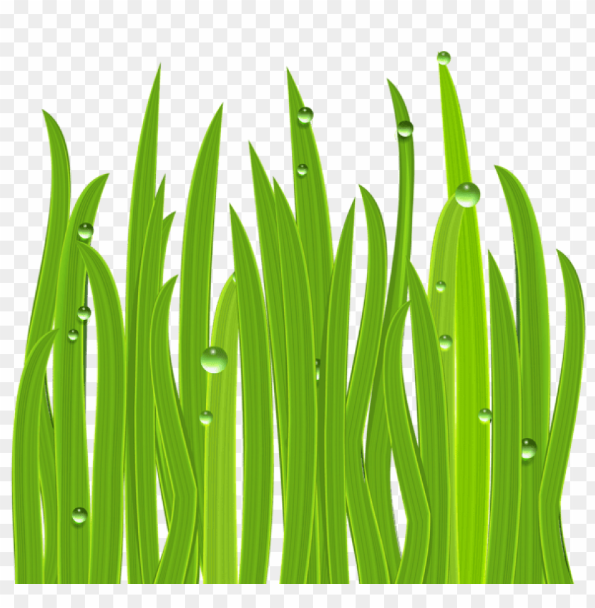 grass ,grounds ,coverings ,herb , grass , weed , pasture 