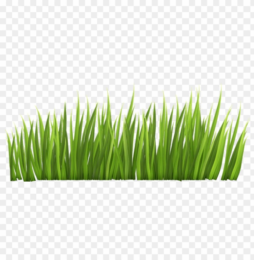 grass ,grounds ,coverings ,herb , grass , weed , pasture 