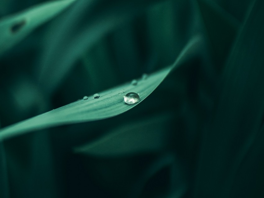 grass, dew, drops, wet, plant, green, macro