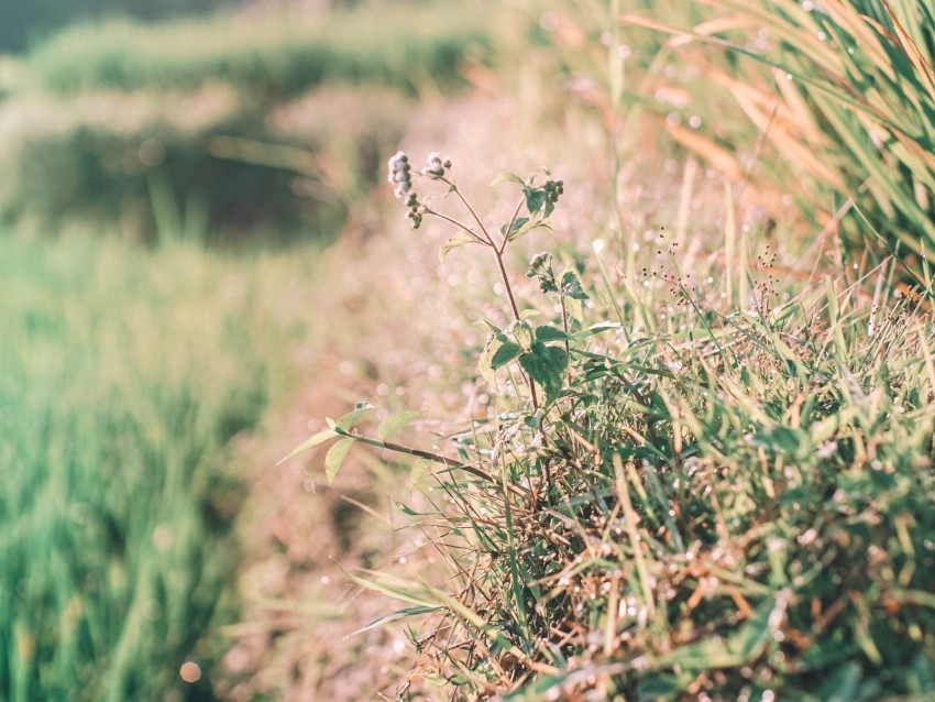 Grass Dew Sunlight Plants Flowering Background