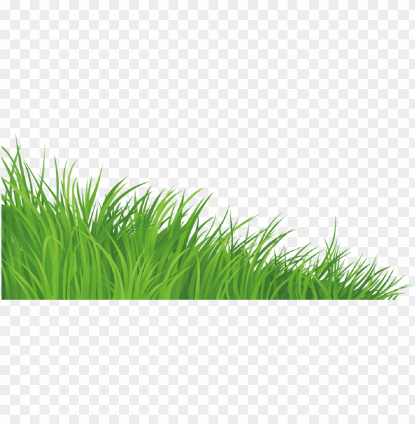 grass ,grounds ,coverings ,herb , grass , weed , pasture 