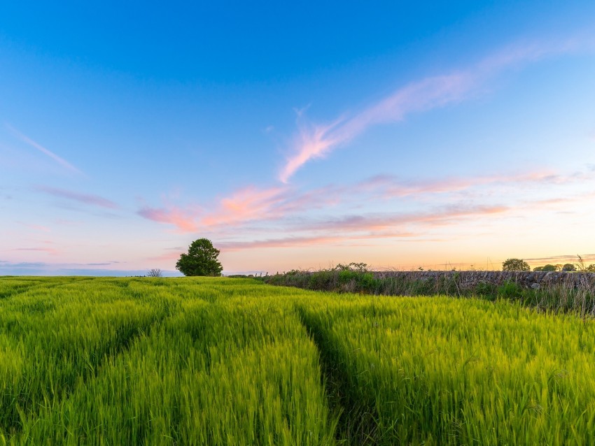 Grass Field Tree Sky Summer Background