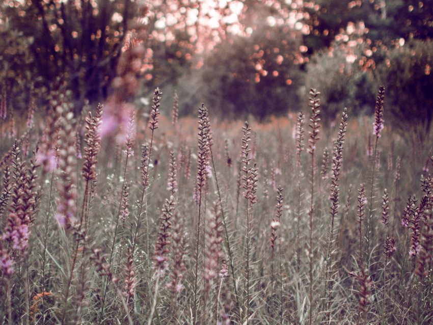 Grass Flowers Field Glare Bokeh Glade Background