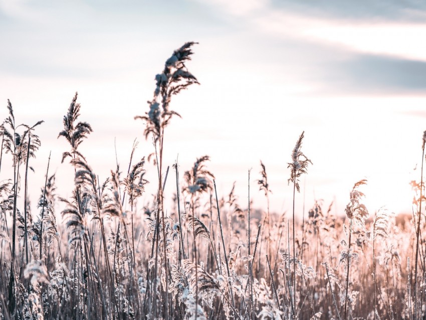 Grass Frost Snow Winter Frosty Background