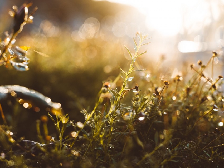 Grass Glare Blur Sunlight Background