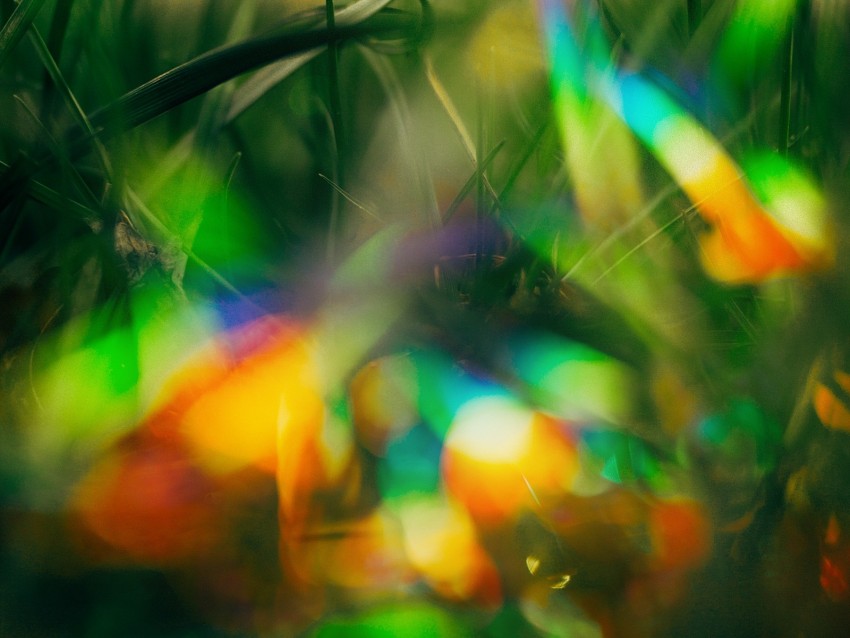 grass, glare, bokeh, colorful, macro