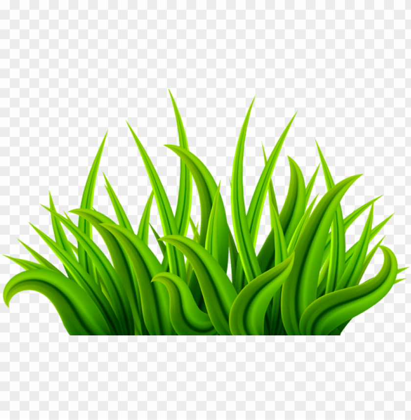 grass ,grounds ,coverings ,herb , grass , weed , pasture 