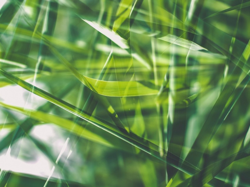 Grass Green Macro Blur Background