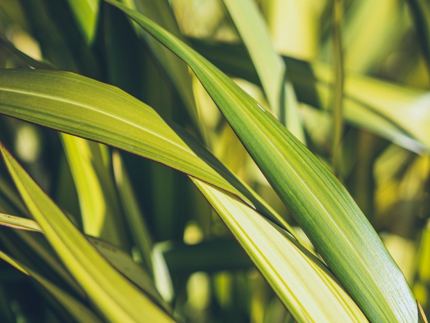 Grass Green Macro Plant Leaves Background