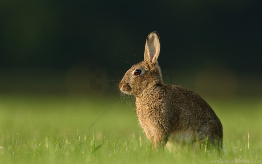 Grass Hare Rabbit Waiting Wallpaper PNG Transparent Background