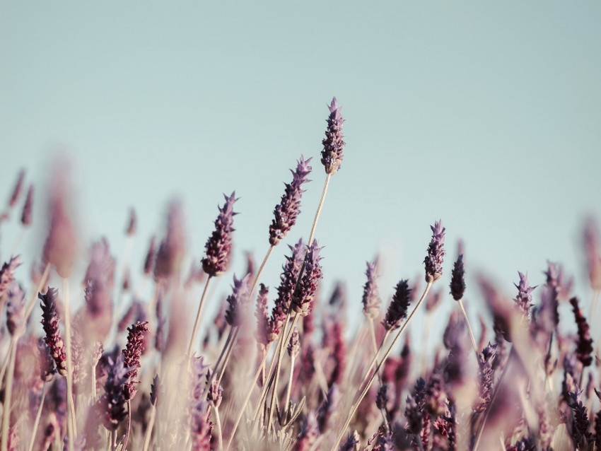 grass, inflorescences, bloom, stems, plants