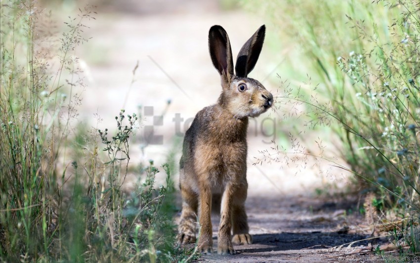 rabbit, wildlife, nature, grassy path, green plants, forest, small mammal