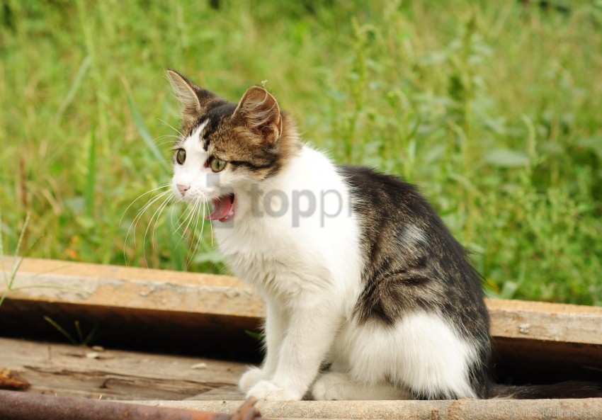 Grass Kitten Spotted Yawn Wallpaper PNG Transparent Background