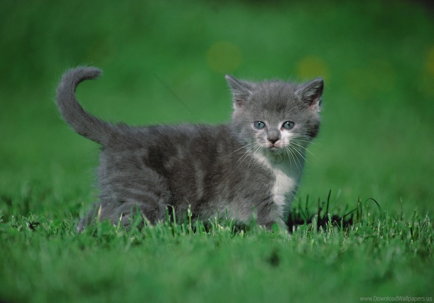 Grass Kitten Walk Wallpaper PNG Transparent Background