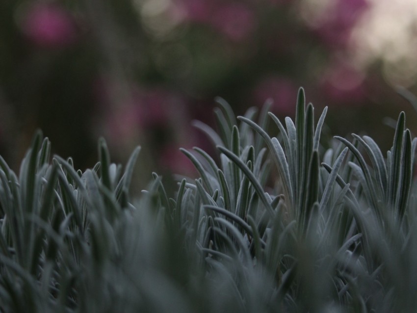 Grass Lawn Macro Blur Background