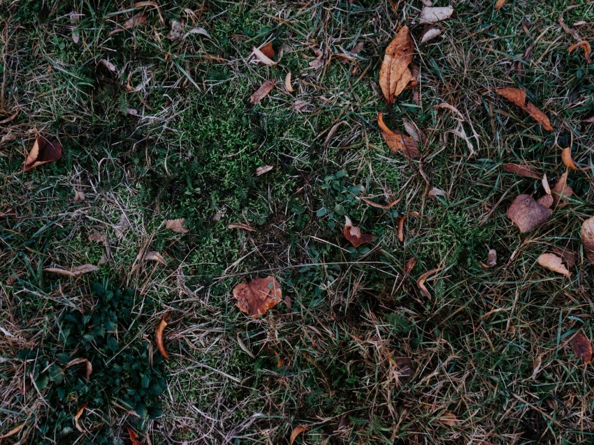 grass, leaves, autumn, fallen, foliage