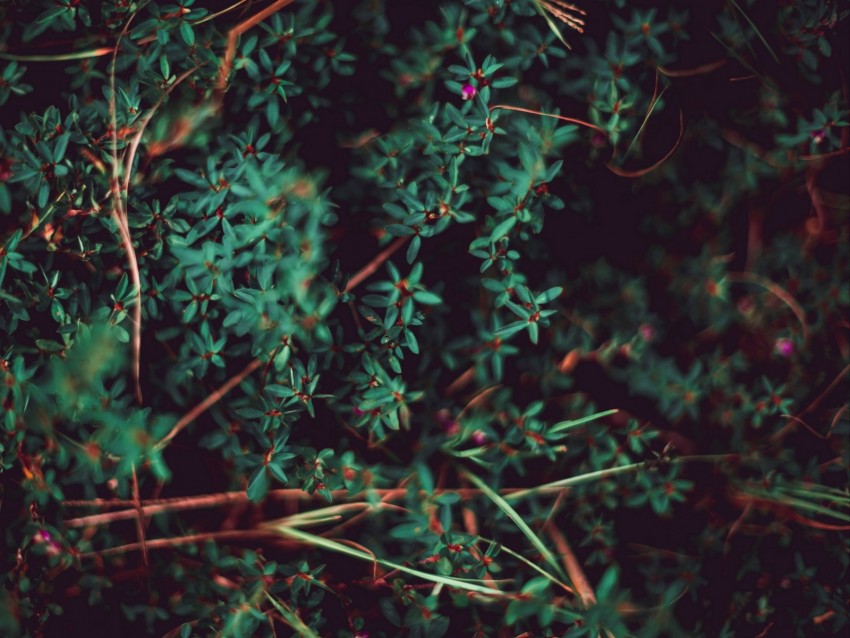 Grass Leaves Macro Plant Blur Vegetation Background